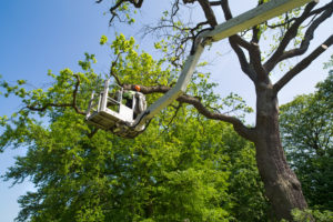 Tree Services with Abbey Gardening
