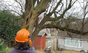 Dangerous Tree